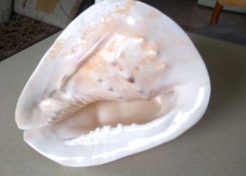 Ракушка морская большая