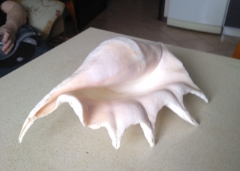 Ракушка большая