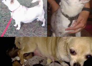 Щенки чихуа хуа