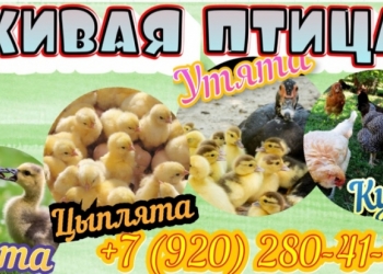Живая птица