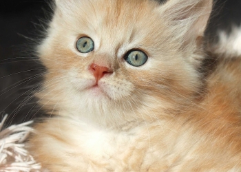 Мейн-Кун Мальчик Vally