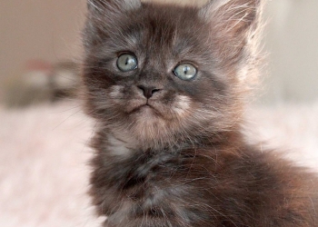 Мейн-Кун девочка черный дым