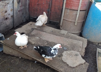 Продам индоутки 700р.