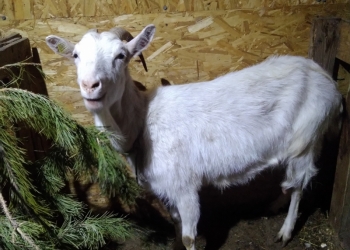 Продается коза