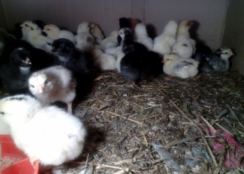 Бройлеры подрощенные, цыплята домашние