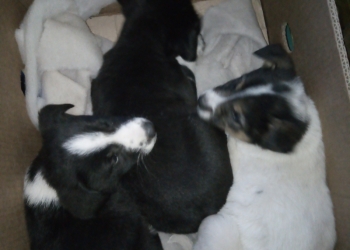 Отдам собак в хорошие руки