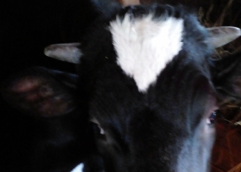 Продам телку