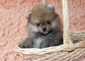 Немецкий шпиц
