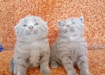 Шотландские котята.