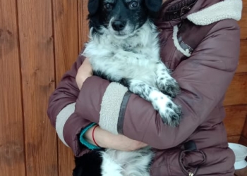 Пропала собака