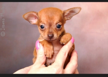 Продам щенка