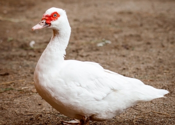 Селезни индоутки