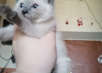 Котенок похож на сиамскую