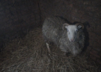 продам барана на племя