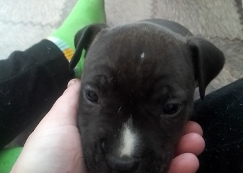 Стаффоршинский терьер