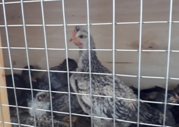 цыплята домашних кур