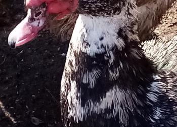 Продам индоуток