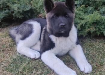 Щенки американской акиты