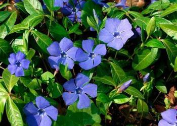 Саженцы барвинка