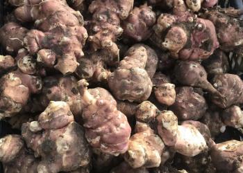 Продам топинамбур для еды и на посадку.