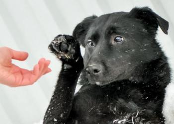 Ляля