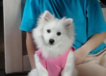 Щенки японского шпица