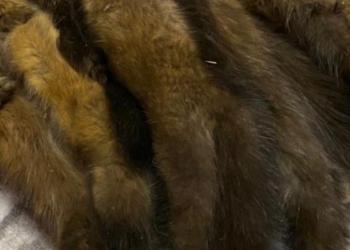 Шкуры соболя