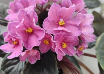 Шикарные Фиалки