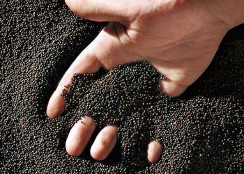 Рапс семена