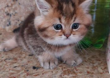 Продажа золотыхкотиков