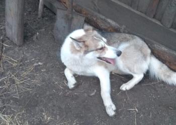 Западно сибирская лайка