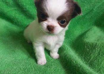 Щенки чихуахуа
