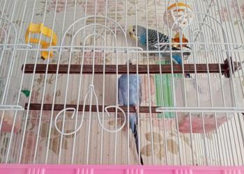 Продам попугаев