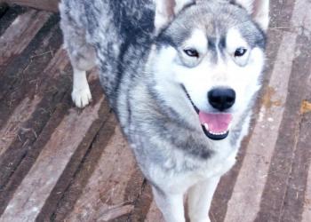 Сибирский хаски