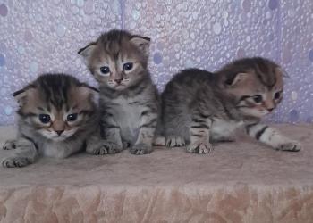 Котята вислоухие