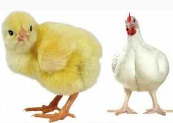 Кобб 500 цыплята