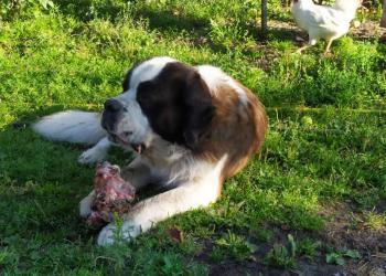 Сенбернар вязка