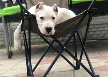 Щенки аргентинского дога