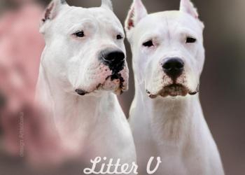 Аргентинский дог щенки