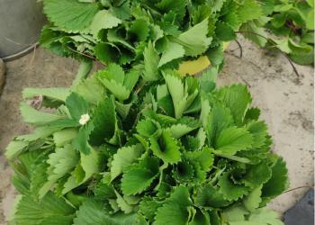 Рассада клубники