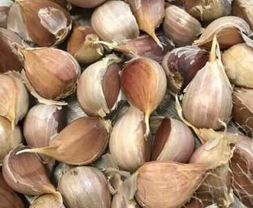 Чеснок на посадку