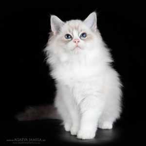 Котята рэгдолл от чемпионов