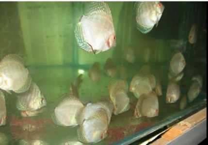 Дискусы пиджен, туркис