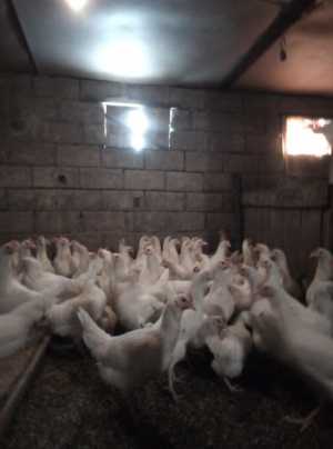 Куры молодки