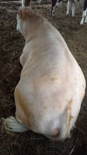 Бык на мясо