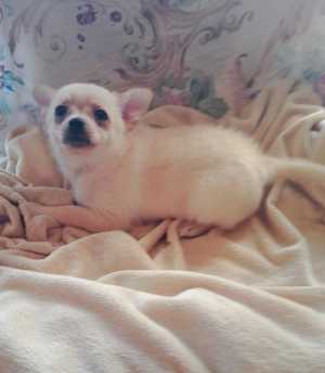 Щенок ЧИХУАХУА