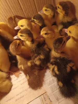 Продам индоутят