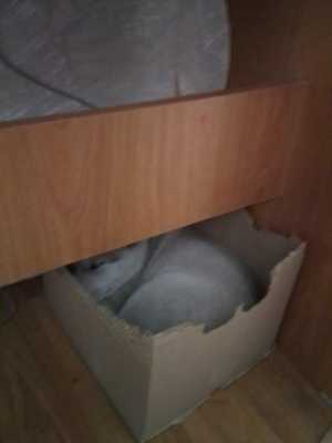 Продам щенка