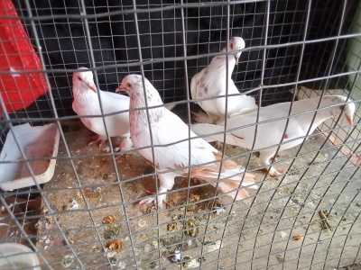 Распродажа голубей