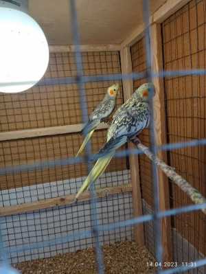 Продам попугаев